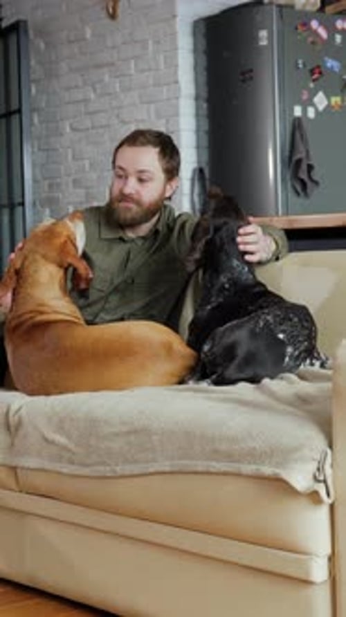 Man Puts Hands on Two Dogs on Couch