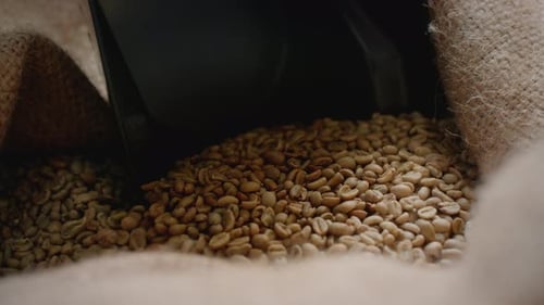 Yellow Coffee Beans in a Bag Hand with a Scoop Picks Up Raw Beans Green Seeds in a Fabric Package