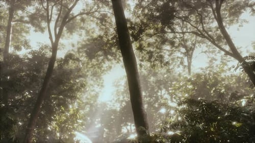 Green Forest with Ray of Light