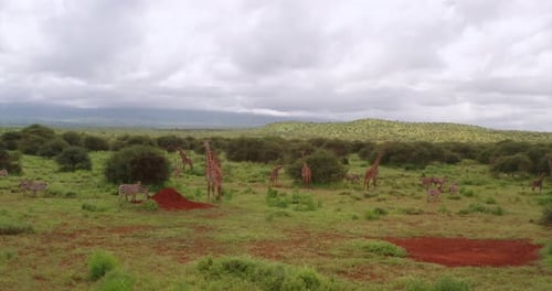 A group of antelopes are walking in the African savanna immersed in the wild natural habitat. Conc