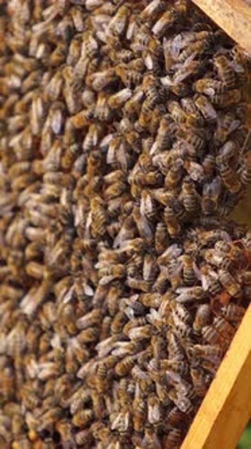 Buzzing Bees Working on a Honeycomb Frame