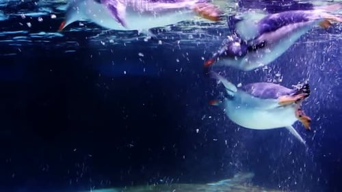 Penguins swimming underwater in a zoo aquarium