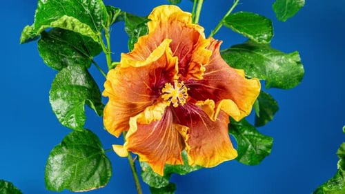 Orange Hibiscus Open Big Flower in Time Lapse. Blooming Red Yellow Plant on a Blue Background