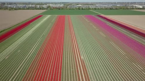 Aerial drone shot of panning to the right over the beautiful tulip fields in the Netherlands.