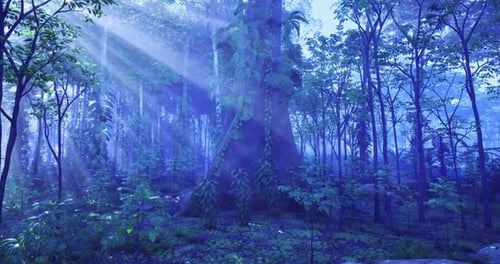 Enchanted Forest Illuminated By Soft Rays of Sunlight at Dawn