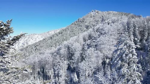Aerial drone view of frozen trees in the forest. Mountain landscape on a sunny winter day.