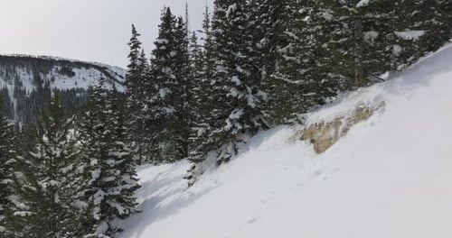 Shot of snow covered trees in the Colorado Rocky Mountains