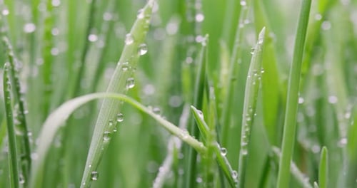 Green grass close-up super macro shooting.
