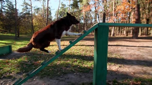 Cute Intelligent Border Collie Playing in the Beautiful Autumn Park