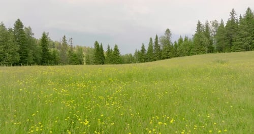 Green meadow with yellow flowers in spring surrounded by forest; drone