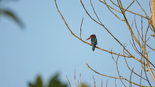 White-throated Kingfisher perched on dry tree branches in tropical forest. Wildlife. Bird watching
