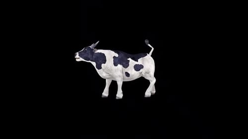 Realistic Black and White Cow Walking Animation
