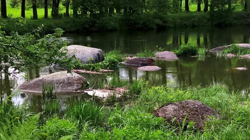 A small pond in the middle of a lush green forest