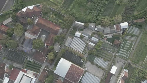 View of rice fields in jatirejo village, Yogyakarta 0244