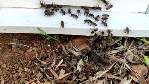A Close-up shot shows a group of bees entering a bee house. Bee family at the entrance to the hive.