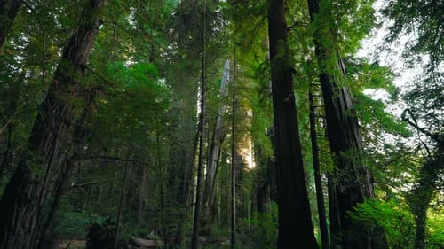 The Wild Beauty Of The Redwood Forest A Journey Through Nature