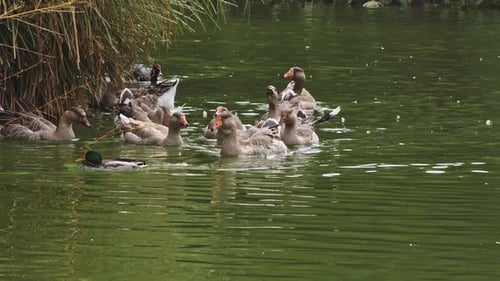 Floating Geese And Flock Of Wild Birds 2