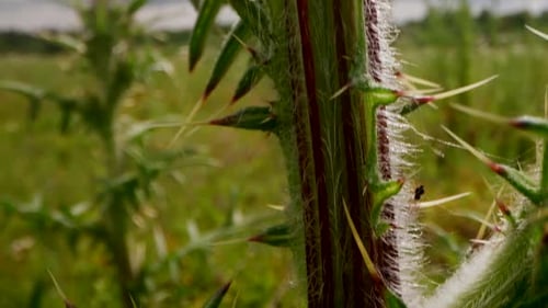 Macro Fly Along the Trunk of the Medicinal Plant Milk Thistle in a Wild Field Closeup in Slow Motion