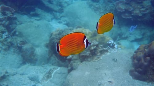 Colorful Butterflyfish Swim in Coral Reef