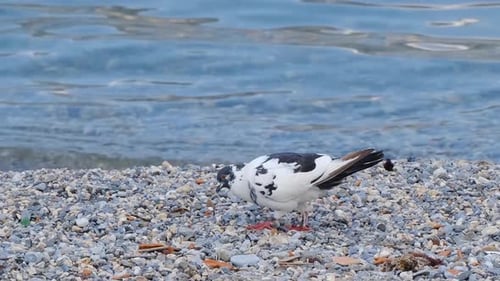 Black white beautiful pigeon near the sea with other pigeons