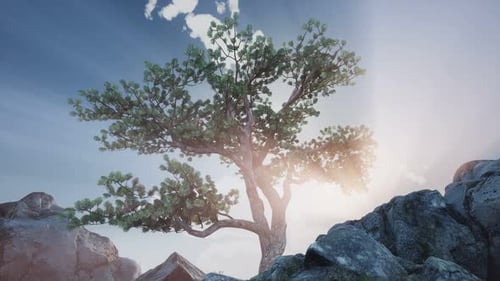 Sun Beams Through Trees