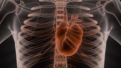 Human Body Heart X Ray Anatomy