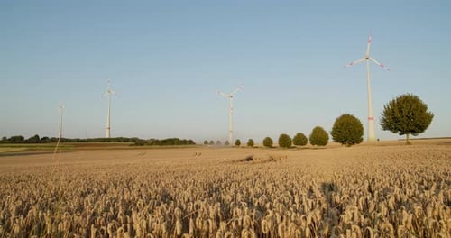 Wheat field with distant windmills under clear blue summer sky