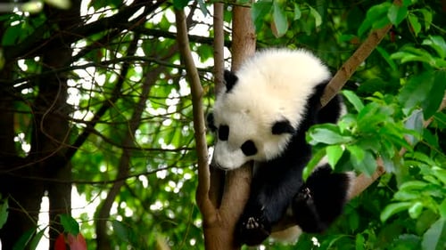 Adorable Young Panda Resting in a Tree