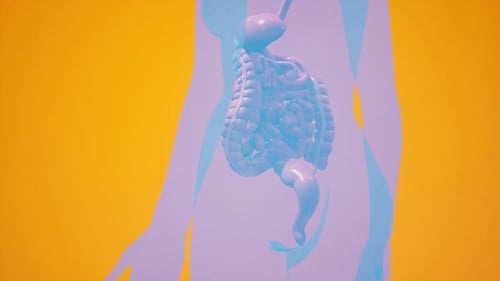 Stylized Human Digestive System Illustration