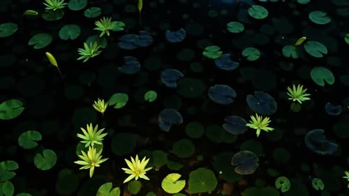 Lotus In The Pond At Night 01 HD