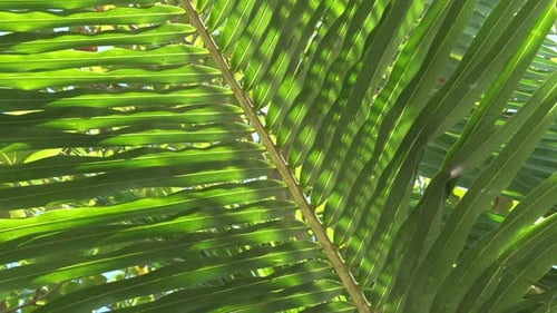 slow tilt down a back lit palm tree leaf with green texture