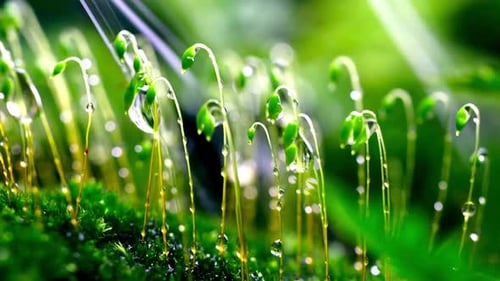 Water Drop Falling