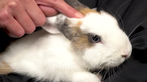 Close up of woman in black petting a beautiful blue eyed rabbit