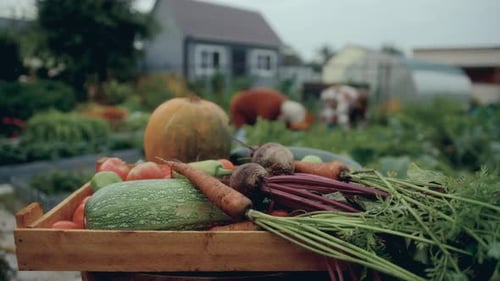 Wooden Crate Full of Freshly Harvested Vegetables in Garden