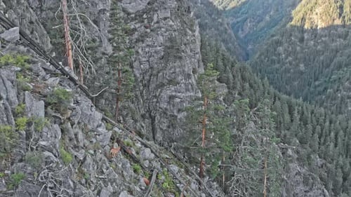 Wild Caucasian Tur with big horns is walking on the rock