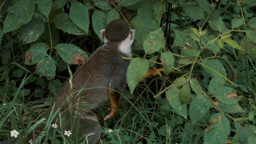 Hungry Squirrel Monkey Looking For Food In The Bushes, Feeds On Green Leaf. full shot