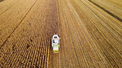 Combine Harvester Working in a Corn Field