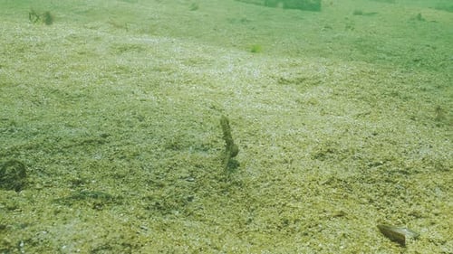Un hippocampe mâle gravide nage au-dessus des fonds marins avec un biofilm de microalgues avec une multitude de bulles