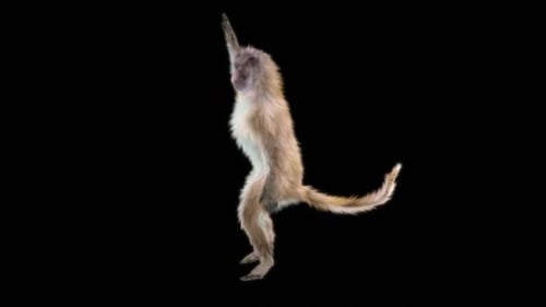 77 Monkey Dancing HD