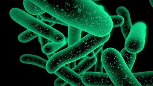 Gut Bacteria