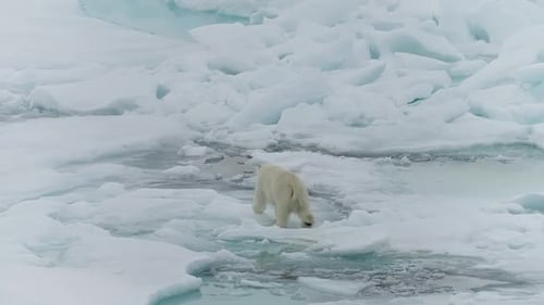 Solitary Polar Bear Crosses Fractured Sea Ice Navigating Slushy Leads and Drifting Floes Across a
