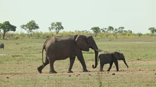 Eine afrikanische Elefantenkuh läuft hinter ihrem Kalb über die offenen Ebenen.