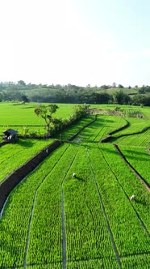Beautiful view of green rice field landscape