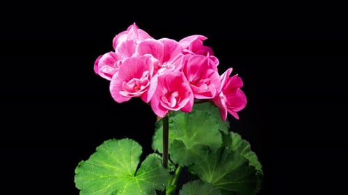 Pink Pelargonium Flowers Blooming in Time Lapse on a Black Background. Beautiful Neon Geranium