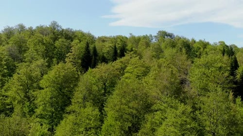 View of a dense forest with green trees under a blue sky with some clouds The trees cover a hill