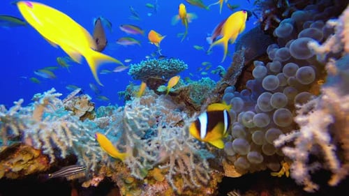 Underwater Coral Reef with Colorful Tropical Fish