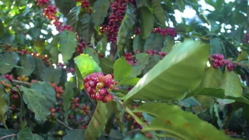 A coffee plant filled with red ripe coffee beans fruit in a windy field.