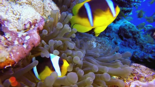Clownfish