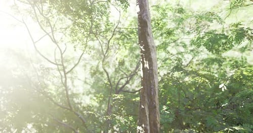 Sunlight Filters Through Lush Green Trees in a Serene Forest Environment