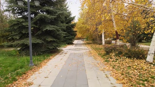 Blätter Straße Herbst Drohne
